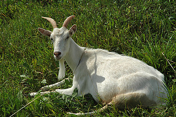 Image showing White Goat