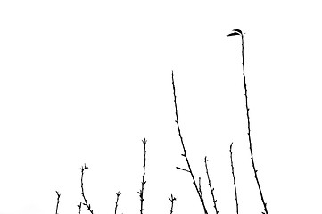 Image showing twigs silhouette leafless branches on white background
