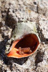 Image showing Small hermit crab is hiding in shell from rapana