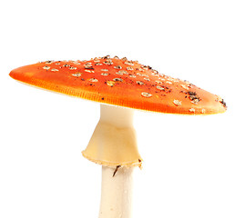 Image showing Fly agaric (amanita muscaria) isolated on white background