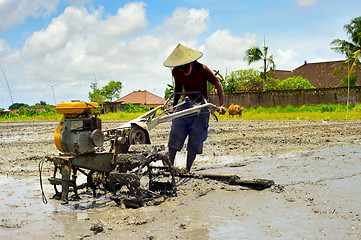 Image showing Rice field worker. Bali, Indonesia