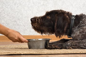 Image showing hand holding a bowl with food for dog