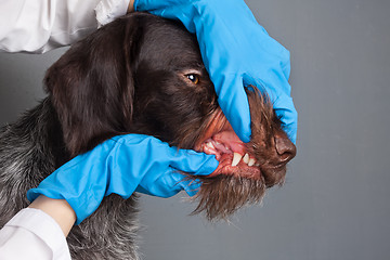 Image showing hands of veterinarian checking teeth of dog