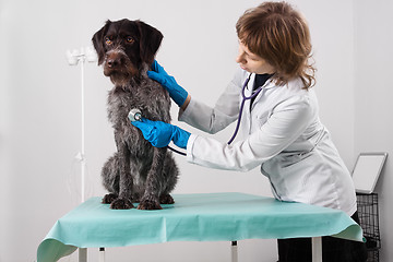 Image showing vet examining dog with stethoscope in clinic