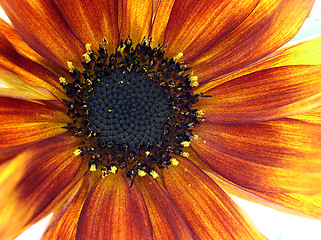 Image showing sunflower