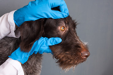 Image showing hands of veterinarian checking eyes of dog