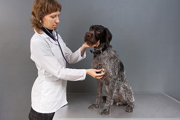 Image showing veterinarian examining dog with stethoscope in vet clinic