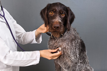 Image showing veterinarian examine dog with stethoscope