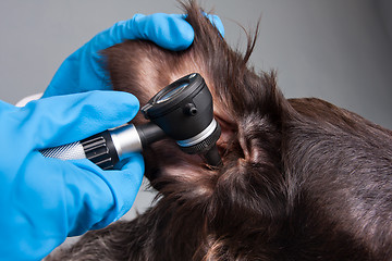Image showing hands of vet examining ear of dog with otoscope