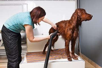 Image showing groomer drying fur of dog with hair dryer