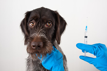 Image showing hands of vet with syringe for injection for dog