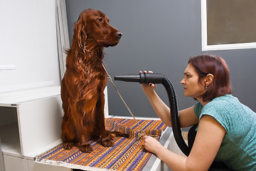 Image showing groomer drying hair of dog at salon