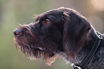 Image showing portrait of german wirehaired pointer