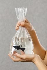 Image showing hands holding package with a purchased aquarium fish