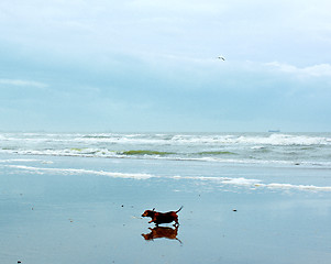 Image showing Dog Walking on Beach