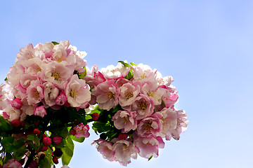 Image showing Blooming Pear Tree