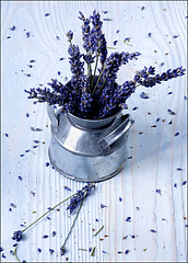 Image showing Bunch of Lavender Flowers