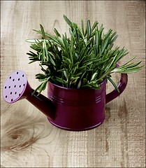 Image showing Rosemary in Watering Can