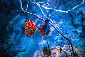 Image showing Symphysodon discus in an aquarium on a blue background