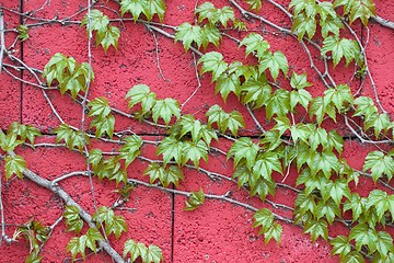 Image showing Ivy on a wall
