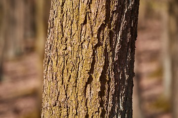 Image showing Tree Trunk Closeup