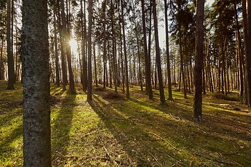 Image showing Forest of Pines