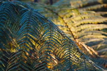 Image showing Fern leaves background