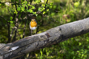 Image showing Robin or robin redbreast - small bird