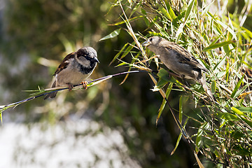 Image showing Sparrows