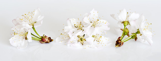 Image showing White cherry blossoms on light gray background