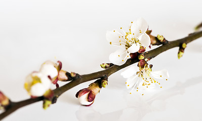 Image showing Twig of fruit tree with blossoms and buds