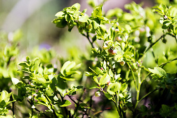 Image showing European blueberry in bloom in spring