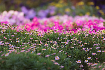 Image showing Dubai miracle garden