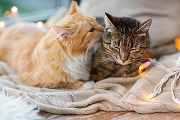 Image showing two cats lying on window sill with blanket at home