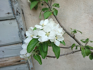 Image showing some apple tree blossoms