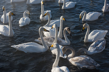 Image showing Beautiful white whooping swans