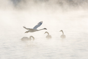 Image showing Beautiful white whooping swans