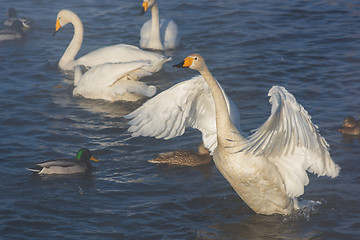 Image showing Beautiful white whooping swans