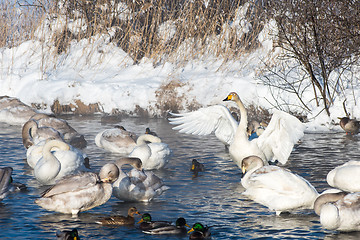 Image showing Beautiful white whooping swans