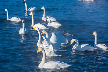 Image showing Beautiful white whooping swans