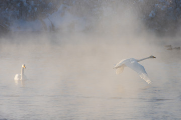 Image showing Beautiful white whooping swans