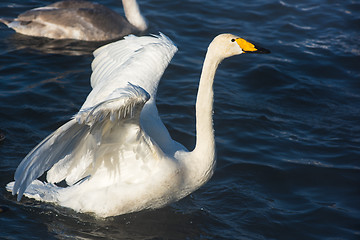 Image showing Beautiful white whooping swans