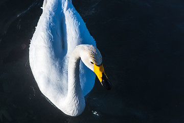 Image showing Beautiful white whooping swans