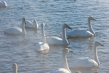 Image showing Beautiful white whooping swans