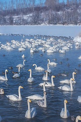 Image showing Beautiful white whooping swans