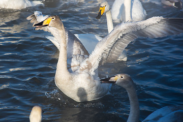 Image showing Beautiful white whooping swans