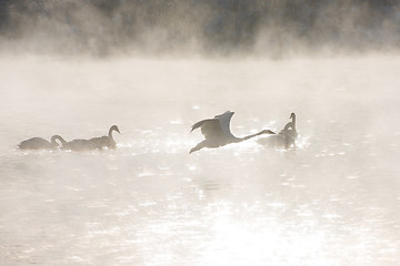 Image showing Beautiful white whooping swans