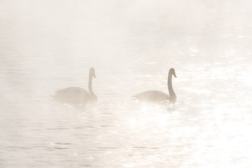 Image showing Beautiful white whooping swans