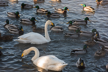 Image showing Beautiful white whooping swans