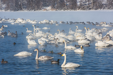 Image showing Beautiful white whooping swans